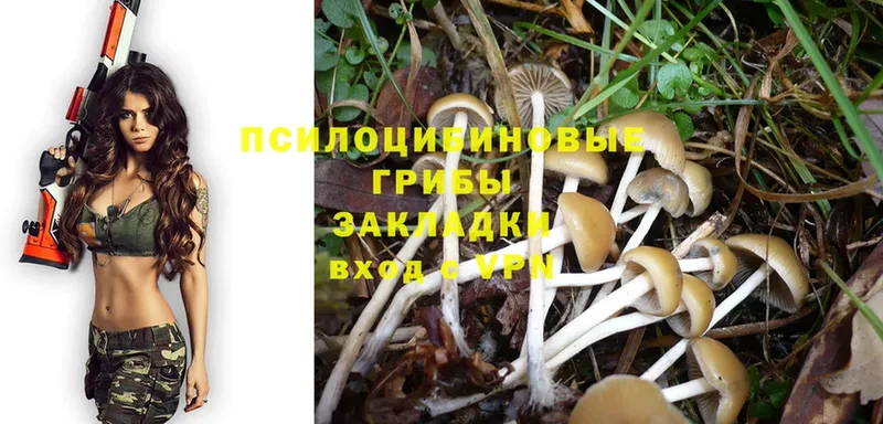 Галлюциногенные грибы Psilocybe  Гороховец 